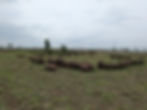Exploring the Stone Circles of Raipur-Hingna