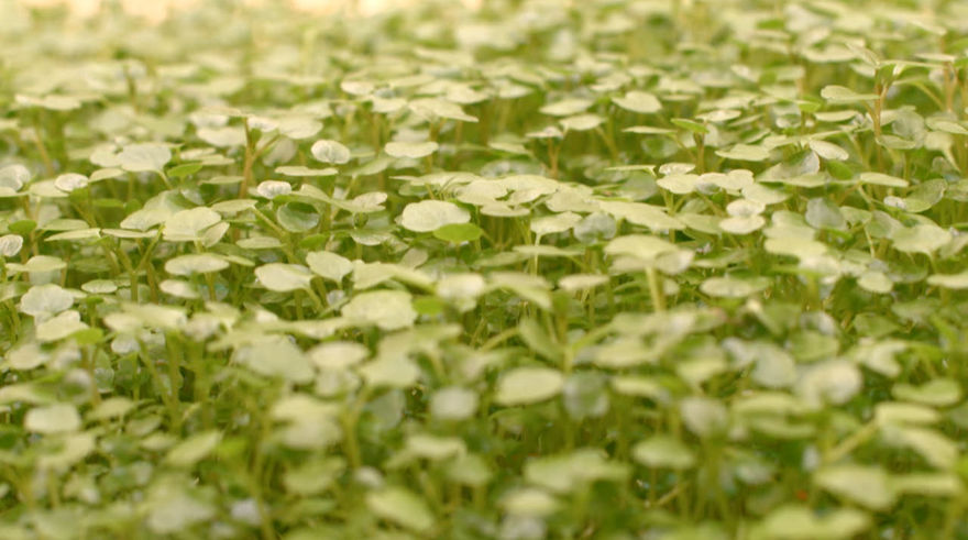 Screenshot 2021-12-13 at 01.00_edited.jpg