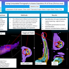 USING COMPUTED TOMOGRAPHY TO ASSESS COPULATORY
FIT IN ORCAS (ORCINUS ORCA)