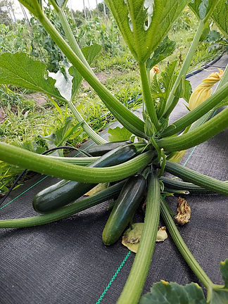 July 14 - zuccinni.jpg