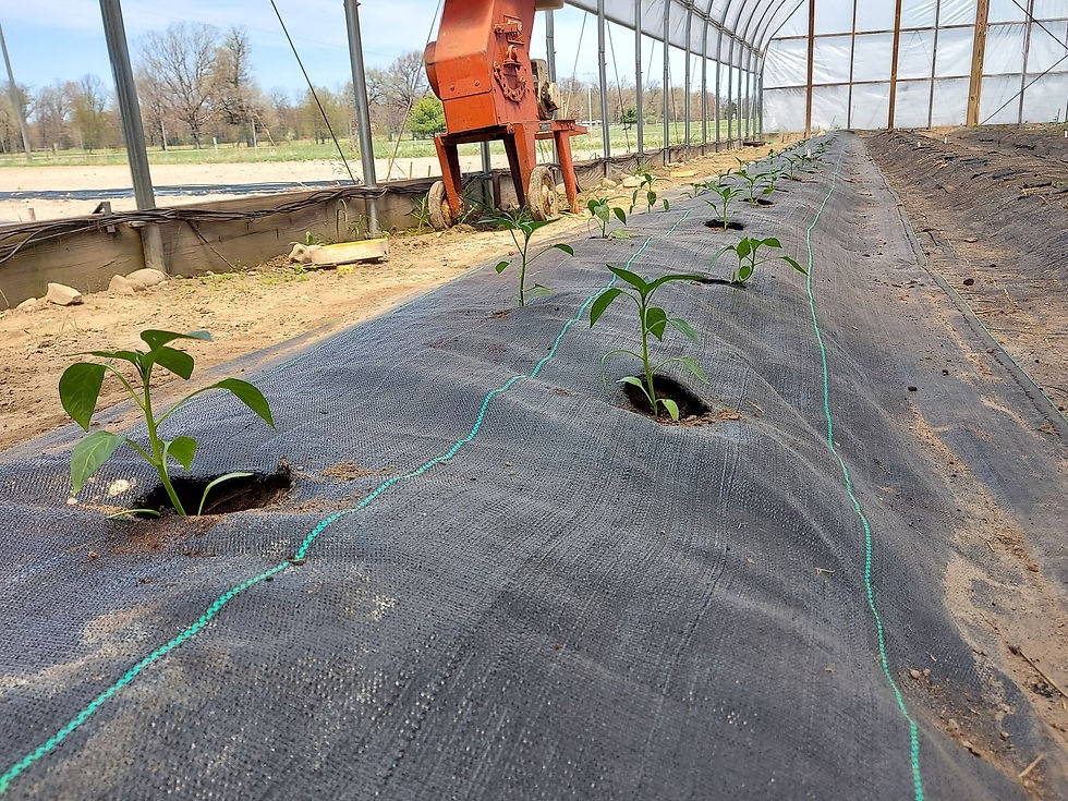 Peppers 2