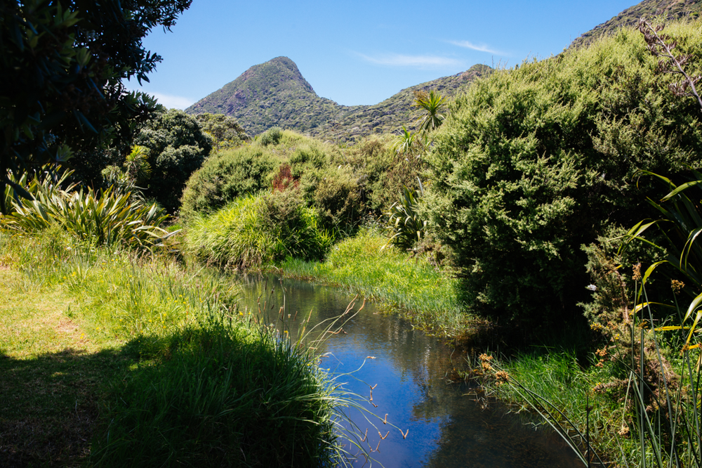 The benefits of protecting New Zealand’s wetlands