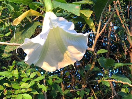 experiência somática