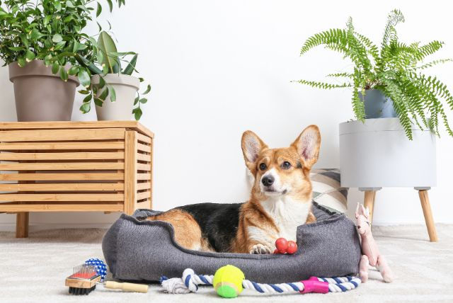Corgi in its bed with its favorite toys nearby - dog euthanasia at home