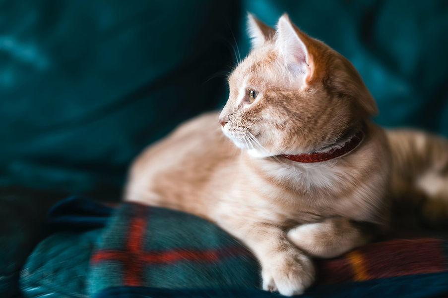 ginger cat with brown collar - mobile euthanasia vet services