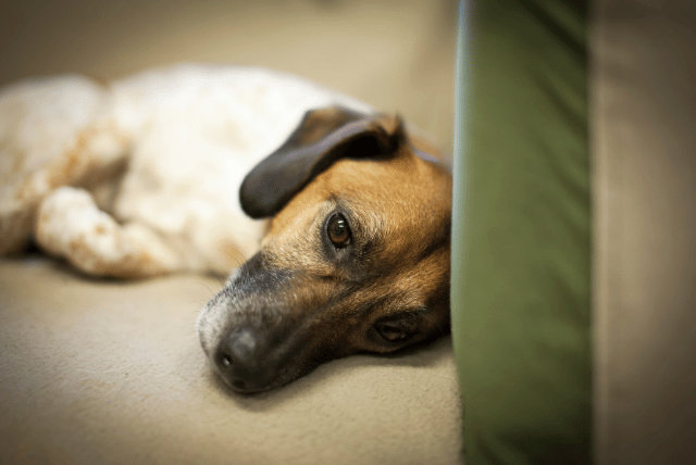 small sad brown-faced dog lying on a tan couch showing that dogs grieve