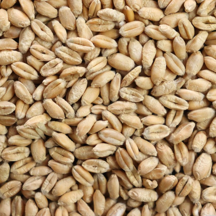 Weizen, Futterweizen für Hühner, 17,5kg Sackware
