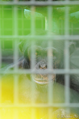 chimpanzee_01.JPG