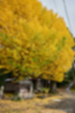 takahama_38