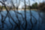 002 Natural Art