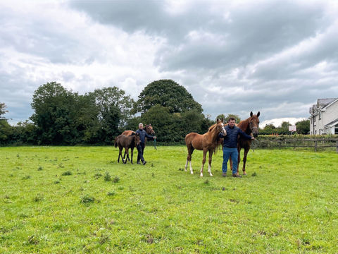 Mares and foals Lisieux stud