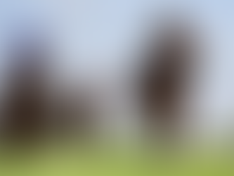 Letiza pins her ears back and hunts down Dancing Steve