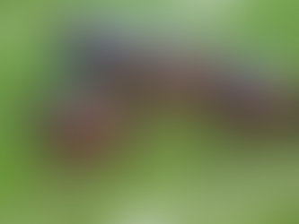 Marakesh scores on debut for Ebor winners