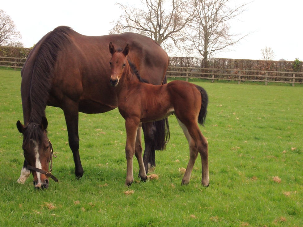 Swizzle Stick 2022 Foal Photo Taken 26th April 2022 (Medium)_edited.jpg