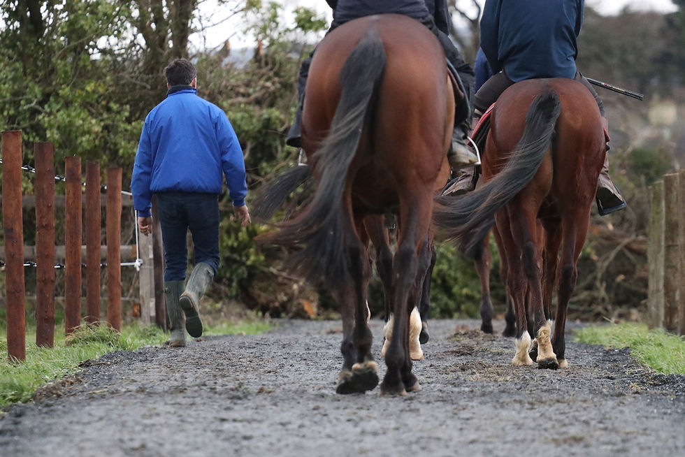 Ross O'Sullivan Horse Trainer