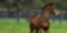 foal_edited.jpg
