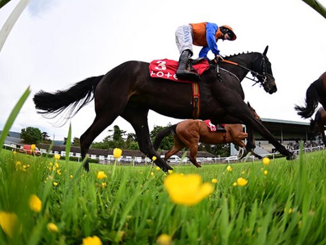 Tideways Hero delivers under well judged Blackmore ride