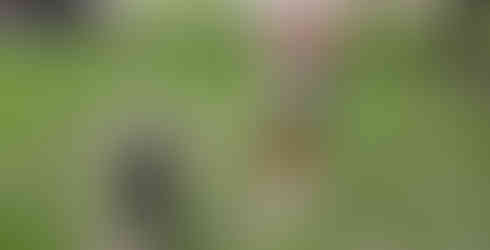 Child hold chicken next to goat