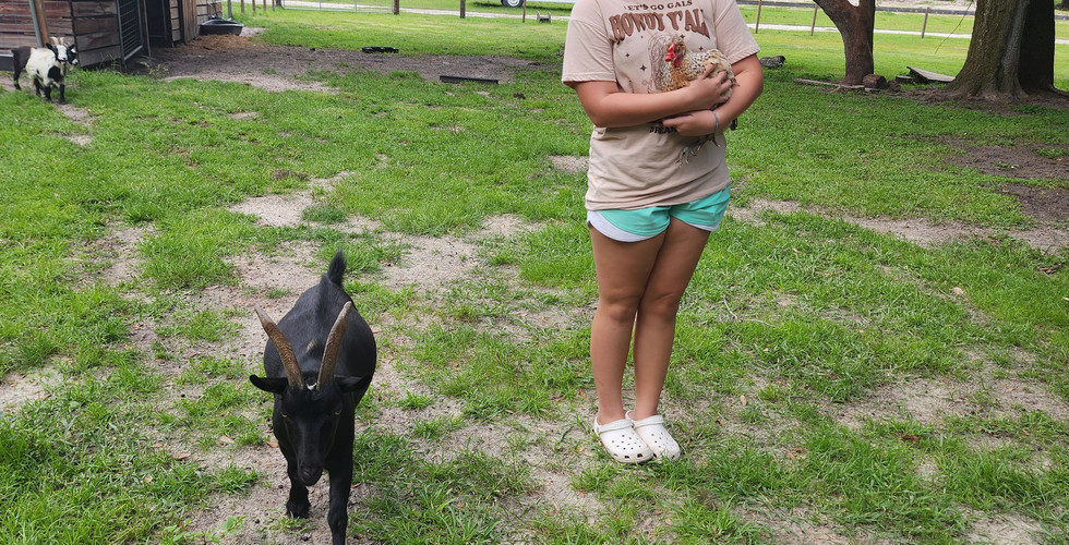 Child hold chicken next to goat