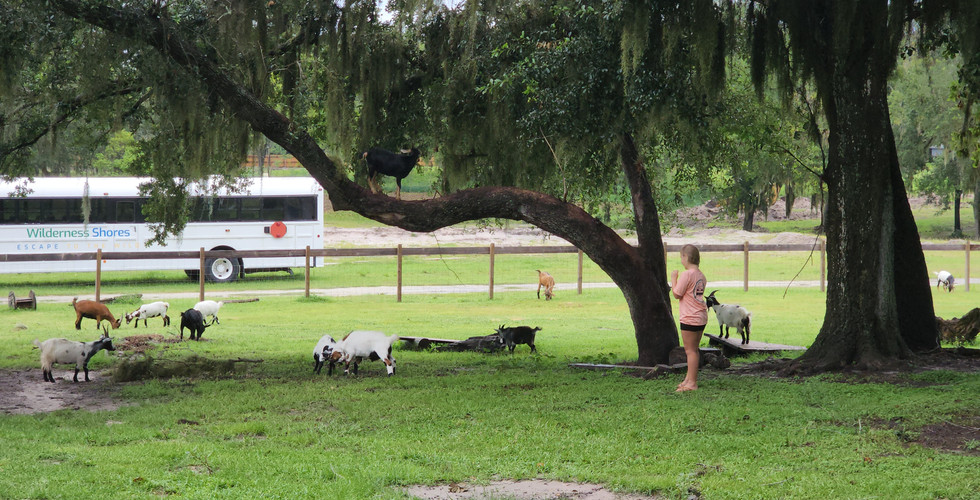 Child playing with goats at ranch