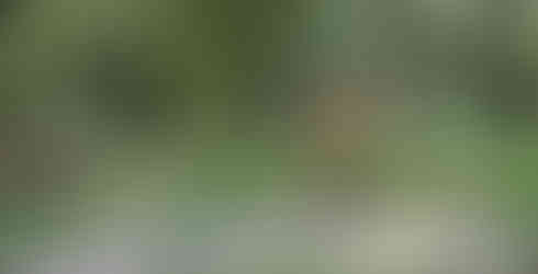 A long horn cow at Wilderness Shores