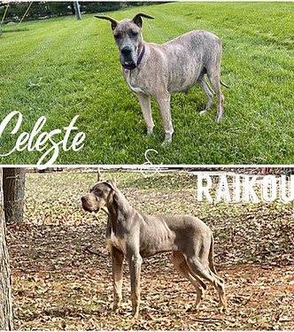 Great Danes - Puppies coming soon