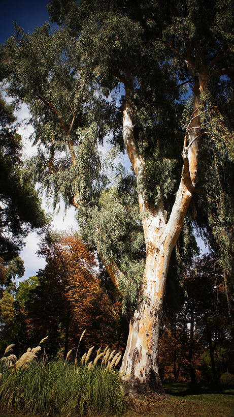 tree