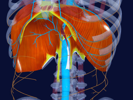 Diafragma Respire Melhor e Viva Sem Dores