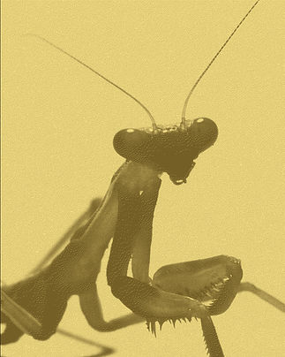 New Project_edited.jpg