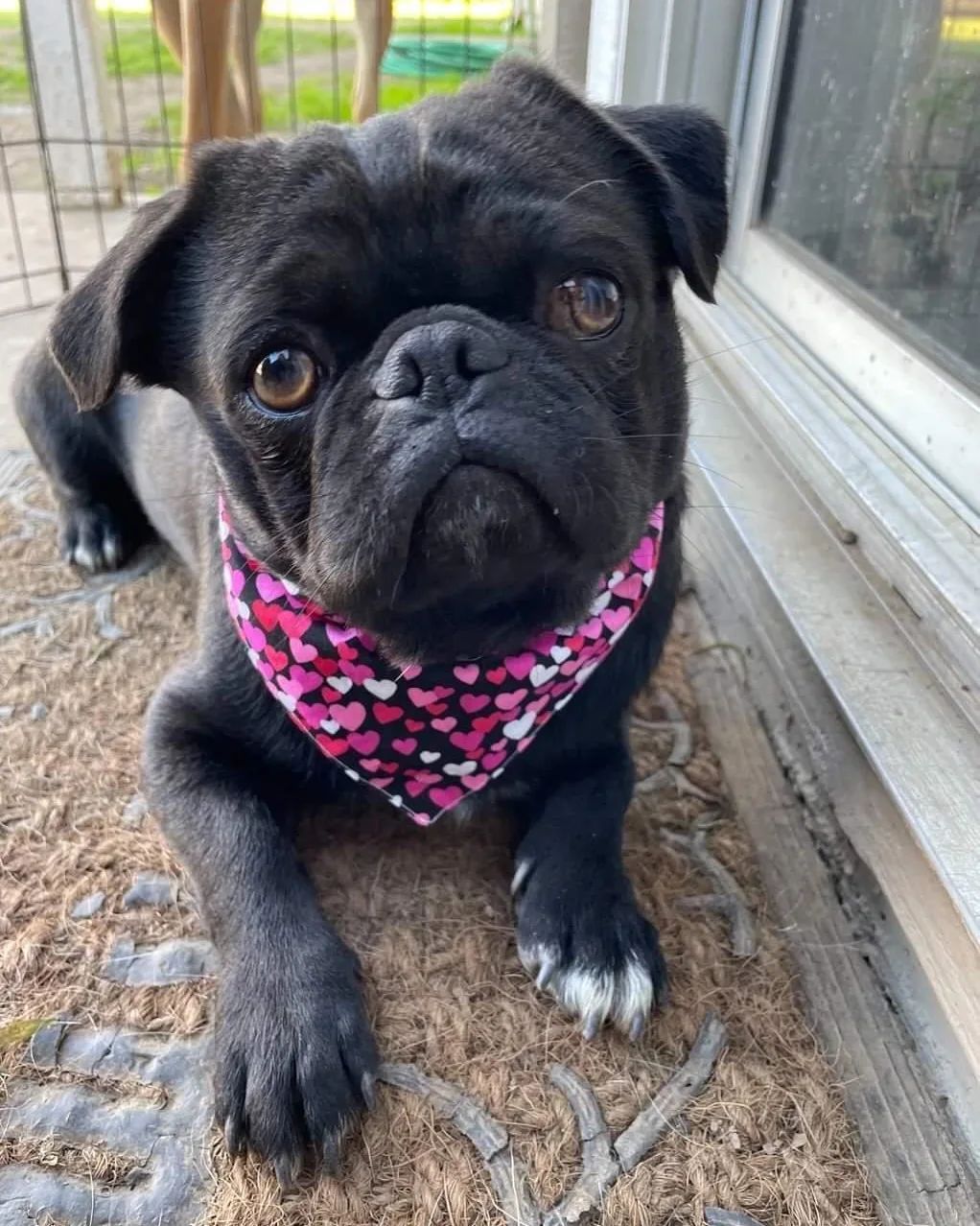 Treat Your Dog Woof Baked Goods