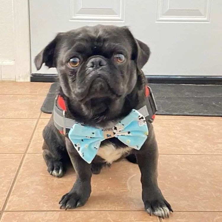 Treat Your Dog Woof Baked Goods