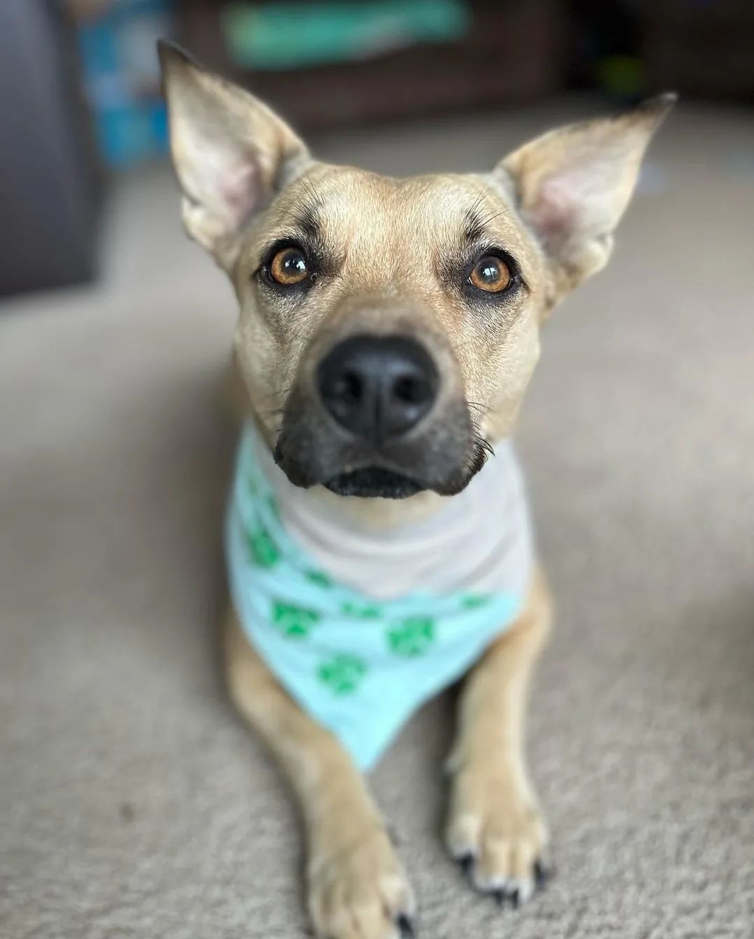 Treat Your Dog Woof Baked Goods