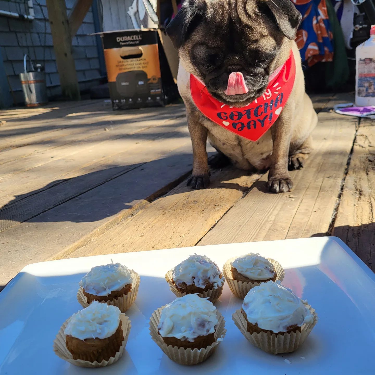 Treat Your Dog Woof Baked Goods