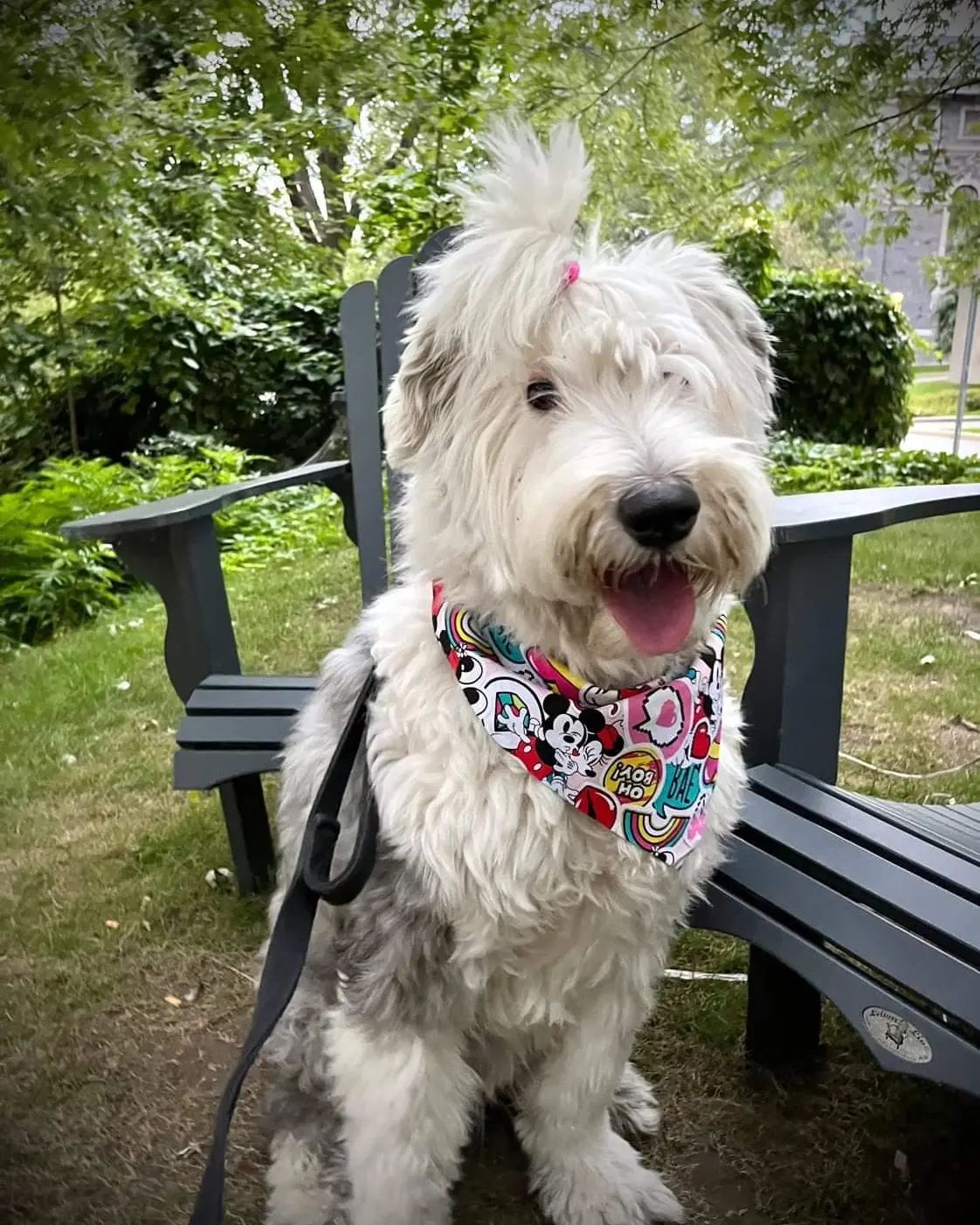 Treat Your Dog Woof Baked Goods