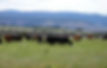 Empire Valley