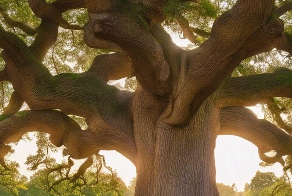 big beautiful oak tree.jpg