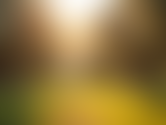 Local Olive Oil: From Farm to Your Table