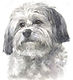 havanese-small-furry-dog-has-fast-friend