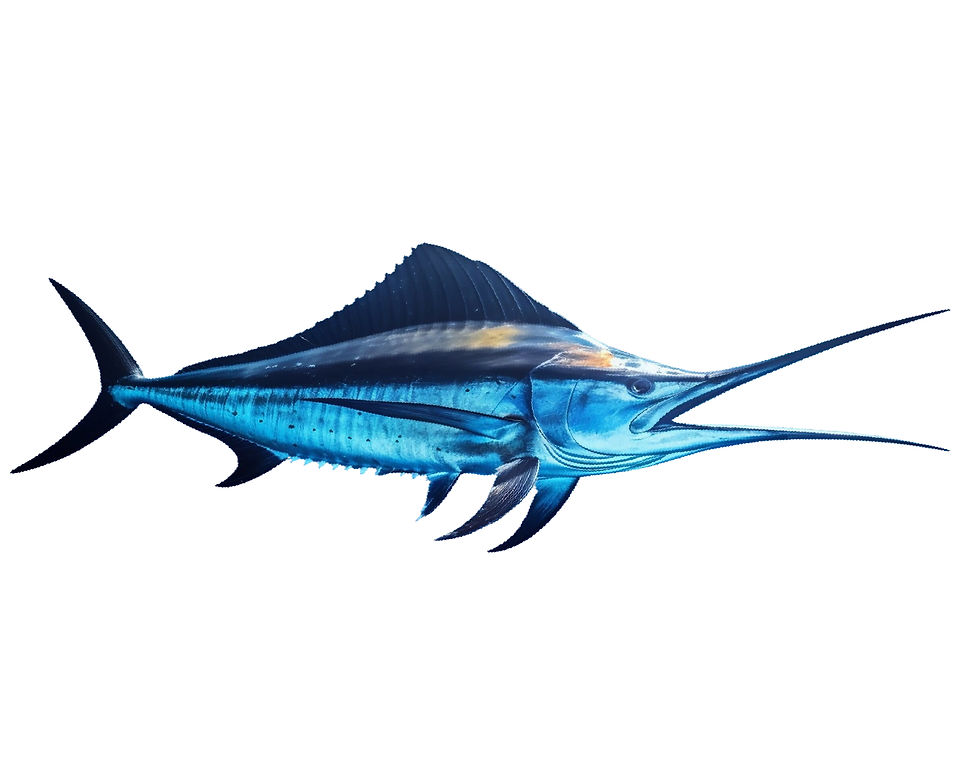 fish species-16_edited.jpg