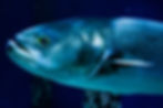 images-of-blue-fish-14_edited.jpg