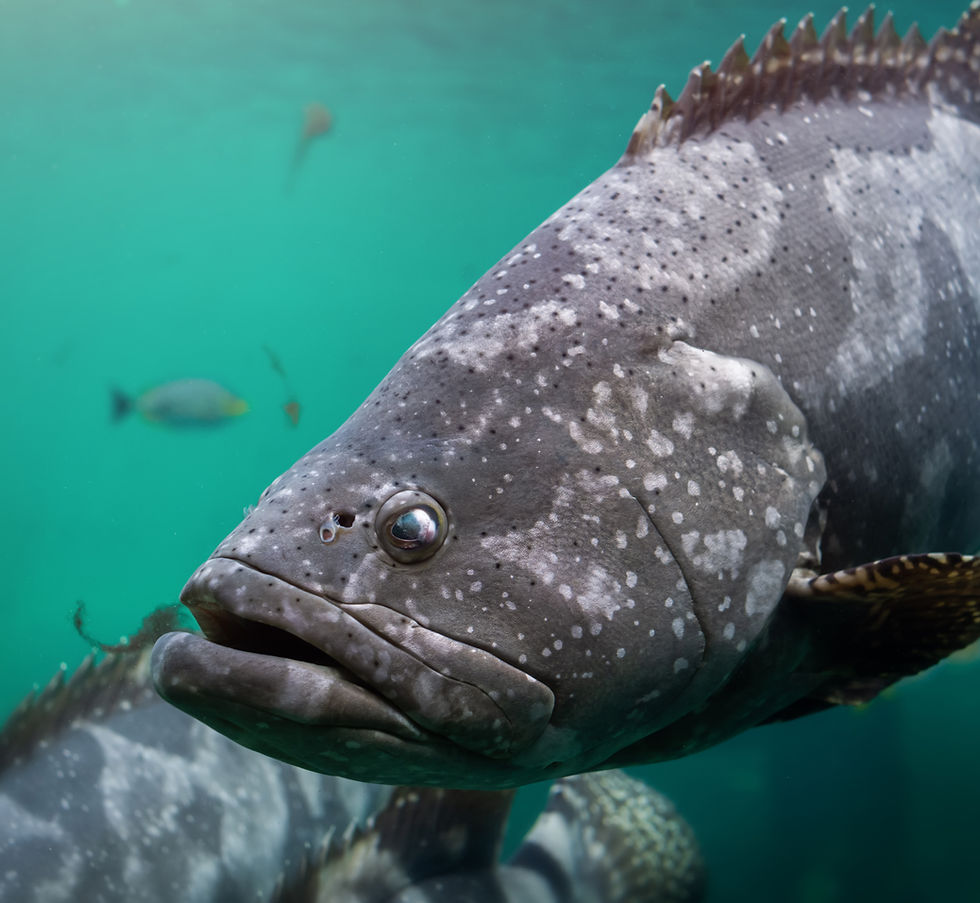 giant-grouper-brown-spotted-grouper-fish_edited.jpg