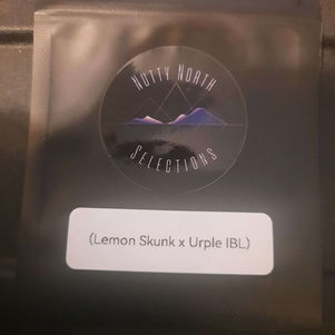 DNA Genetics
Primordial Beanz
Purple Kush IBL
Organic Hemp Seed