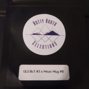 Coco Cola
GMO
Rootbeer
Mean Gene From Mendocino
Freeborn Selections
Hollywood Pure Kush
Grape Lime Skunk Backcross