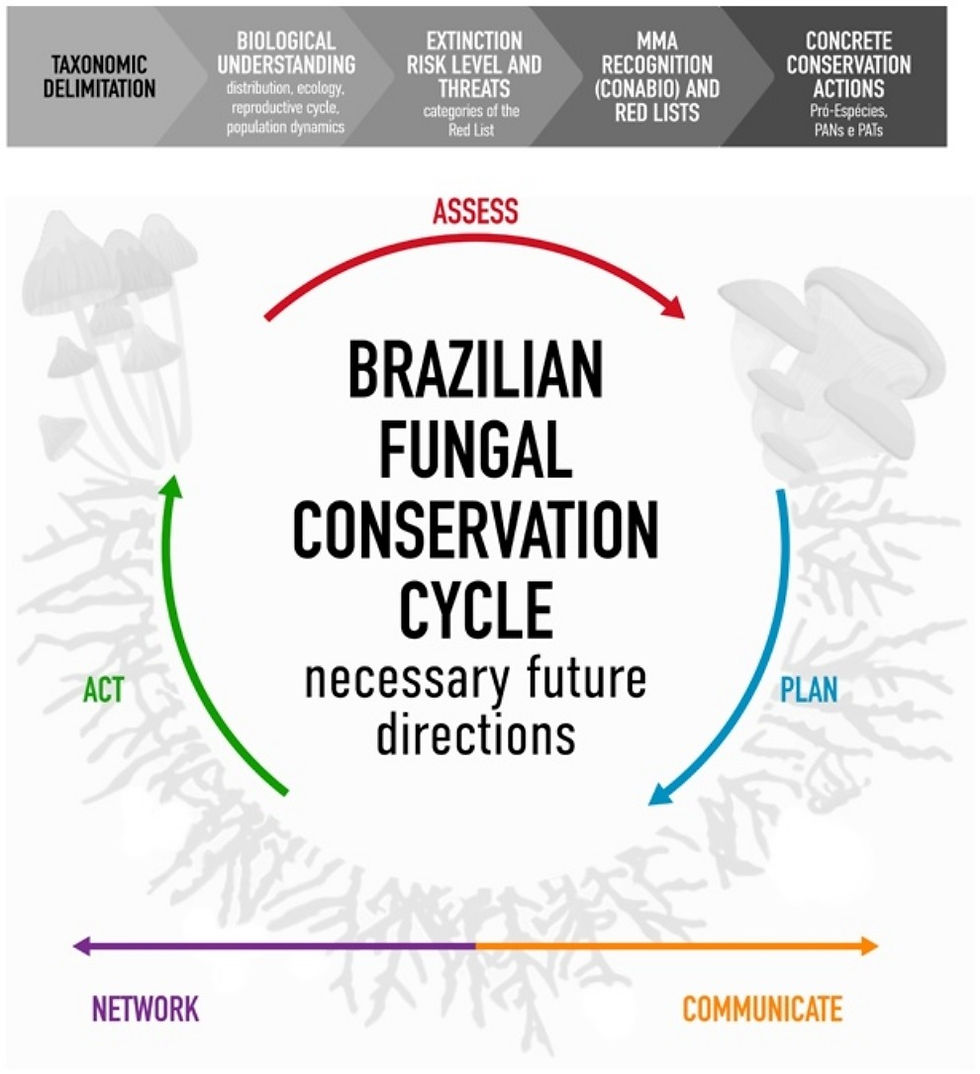 O ciclo da conservação fúngica no Brasil: para garantir a proteção efetiva dos fungos, precisamos de um processo contínuo que une ciência, políticas públicas e ação prática. O ciclo é formado por cinco etapas principais, que consistem em avaliar (as espécies de fungos), planejar (ações de conservação), agir (fazer valer as ações), comunicar (resultados e conscientizar a sociedade) e conectar (redes de colaboração entre pesquisadores, instituições e comunidade). Só com o ciclo completo é que conseguiremos incluir a funga brasileira nas estratégias nacionais de biodiversidade e enfrentar os desafios atuais da conservação.