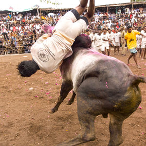 JALLIKATTU
