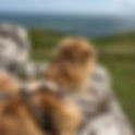 Dog Friendly North Wales