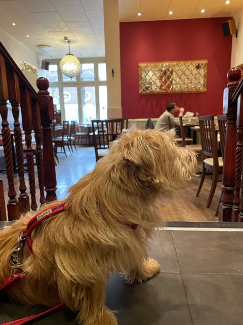 A Norfolk Terrier dog with a red harness sits inside a restaurant with wooden decor. A person reads at a table in the background, creating a cozy mood.