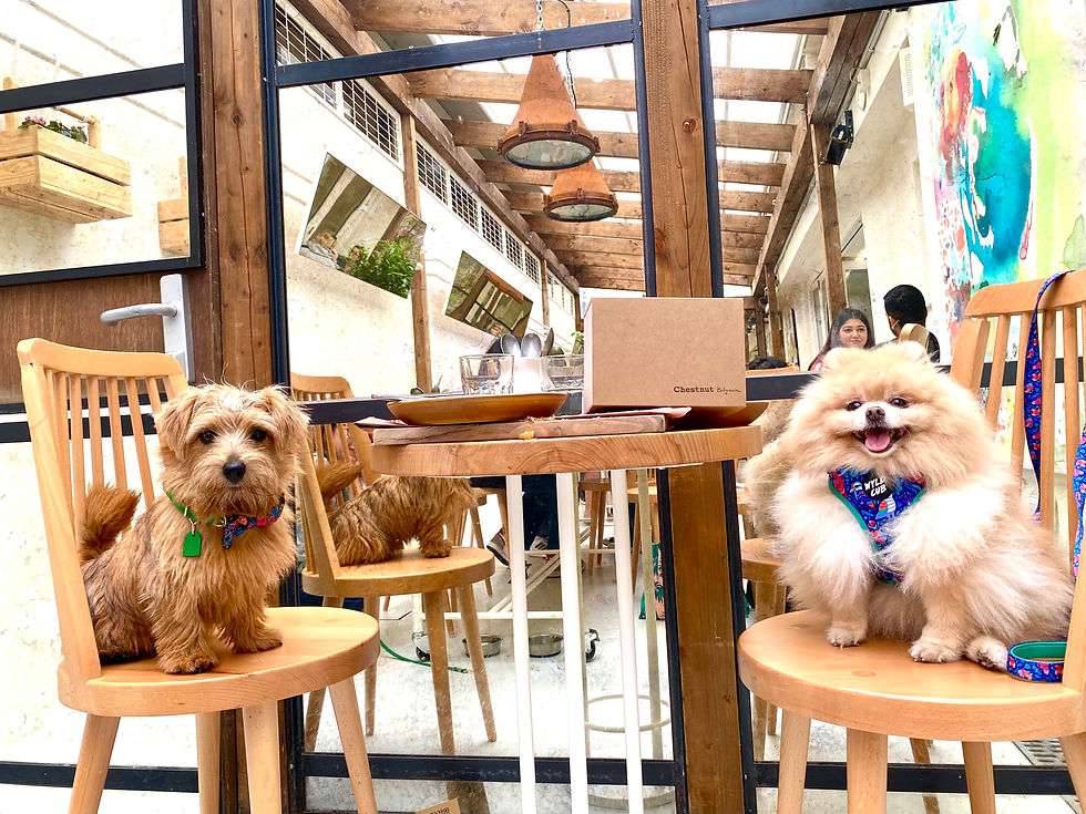 dog friendly bakery Belgravia Covent Garden London