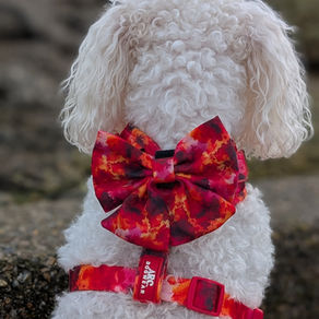 A white dog facing away from camera wearing a red and orange bow tie