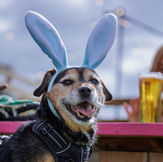a DOG WERAING BUNNY EARS